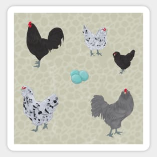 BBS Ameraucana Pattern Cream Sticker